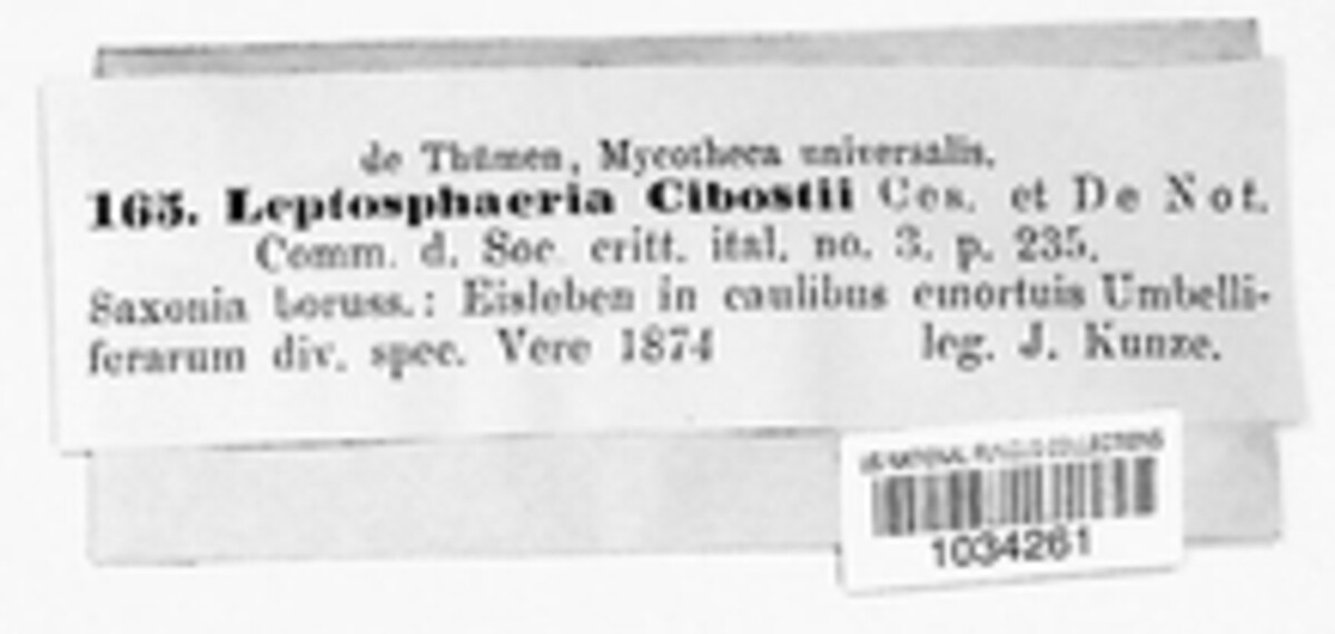Leptosphaeria cibostii image